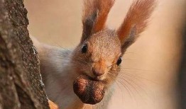 天涯最新爆料松鼠教育